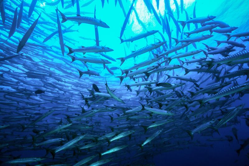 Стая барракуд в прибрежных водах острова Сипадан.photo preview