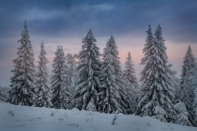 зима, пинега, архангельская область, снег, деревья, лес, север Зима пришлаphoto preview