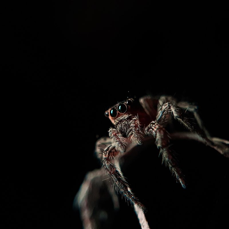 Macro A little spider dark view. Mobile photography photo preview