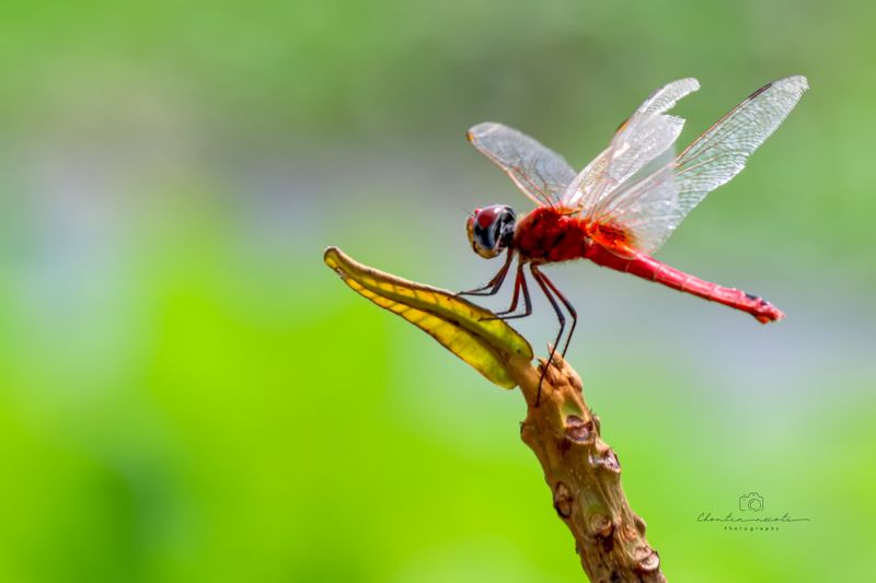 dragonfly, sunny, garden, insect, beauty, beautiful, fly, red, green, small, macro Dragonfly in the gardenphoto preview