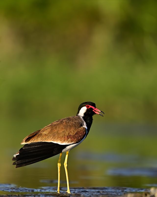 wildlife,animal,birds,bird,nature,Red-wattled lapwing Red-wattled lapwingphoto preview