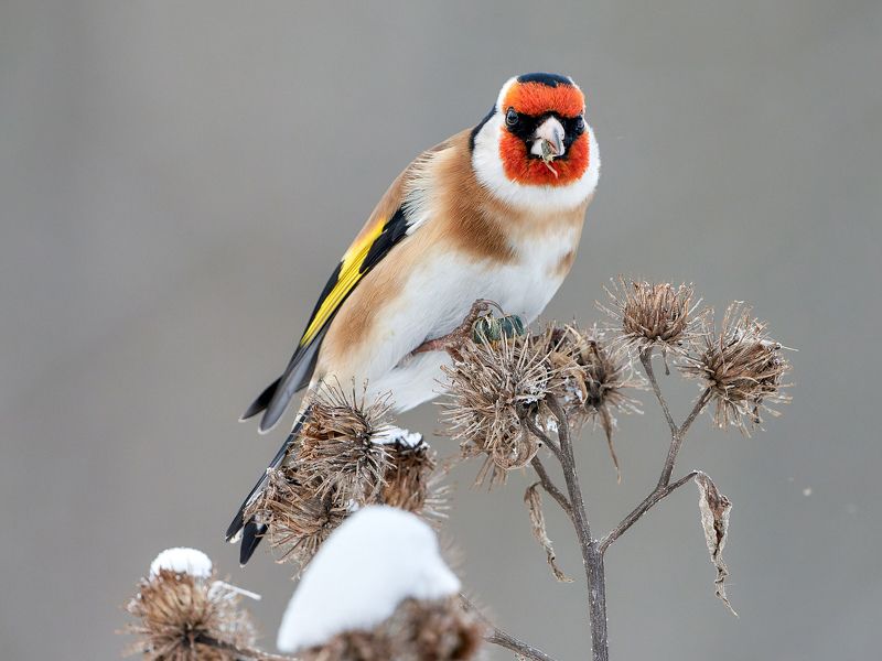 Щегол за обедом :)photo preview