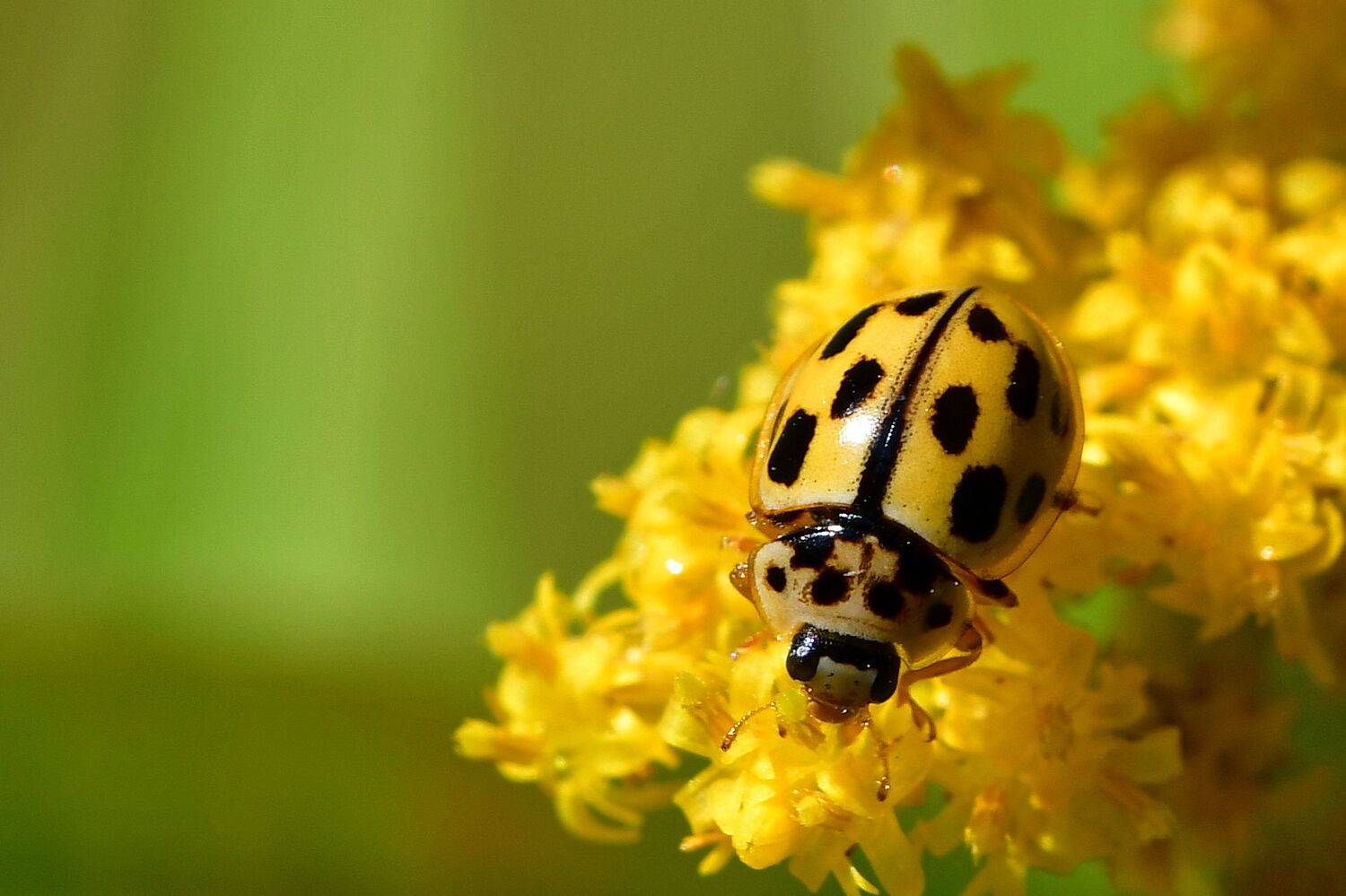 Автор: Корнейчук Игорь , Корнейчук Игорь