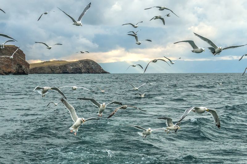 Чайкиphoto preview