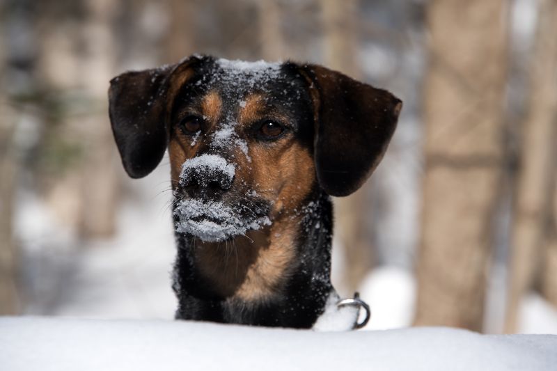 Прятки в снегуphoto preview