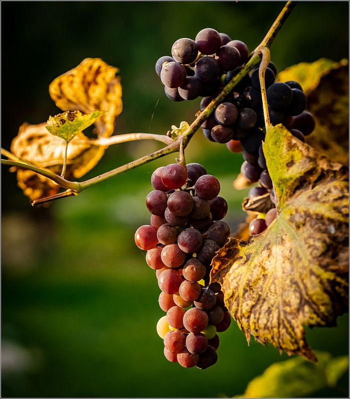 макро Картинки осениphoto preview