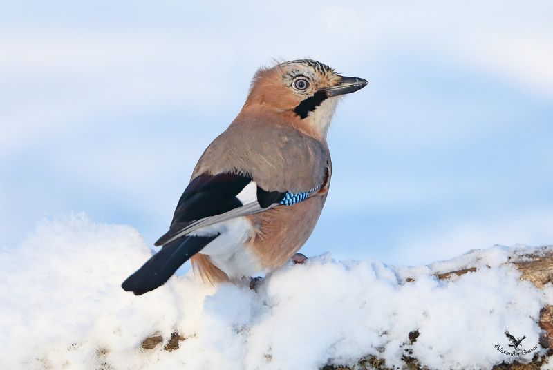 Сойкаphoto preview