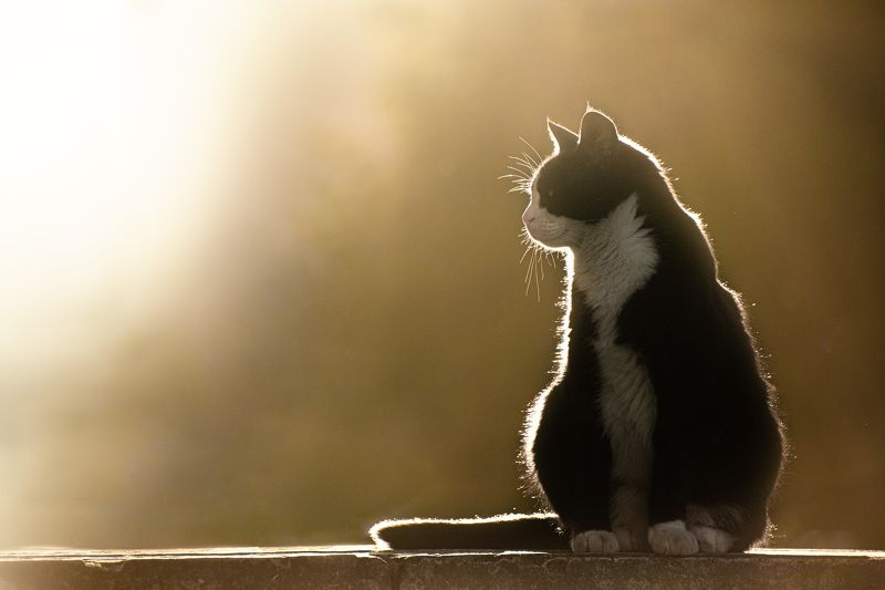 кот кошка cat photo preview