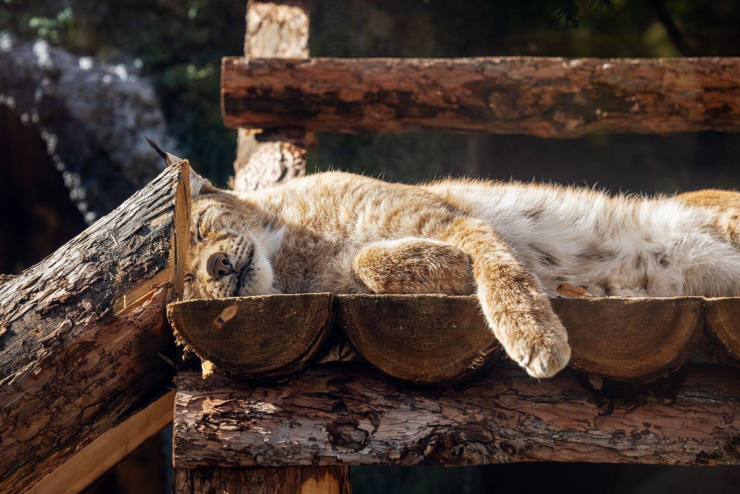 , Шурчков Юрий