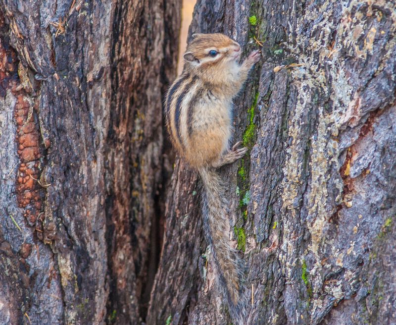 Бурундукphoto preview