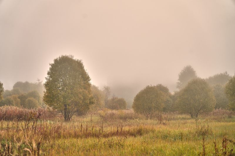 утро, рассвет, осень, природа, туман Молочное утроphoto preview