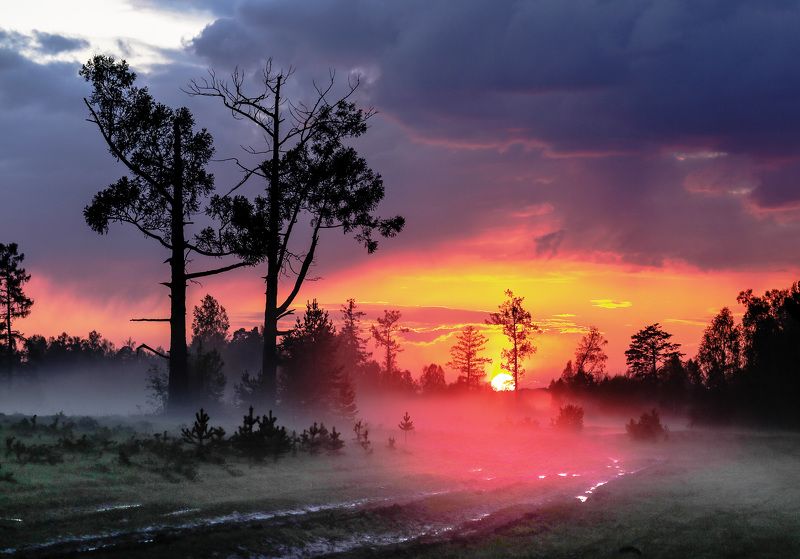 закат, лиственницы Лиственницы на закатеphoto preview