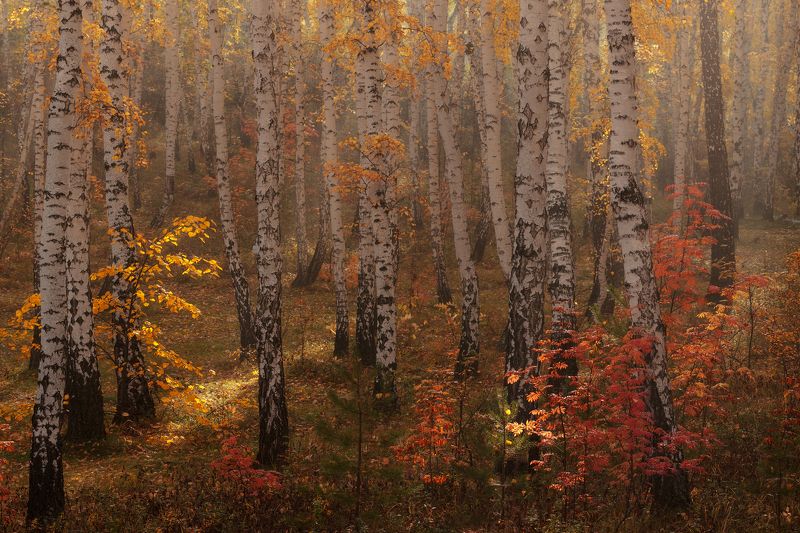 Огонькиphoto preview