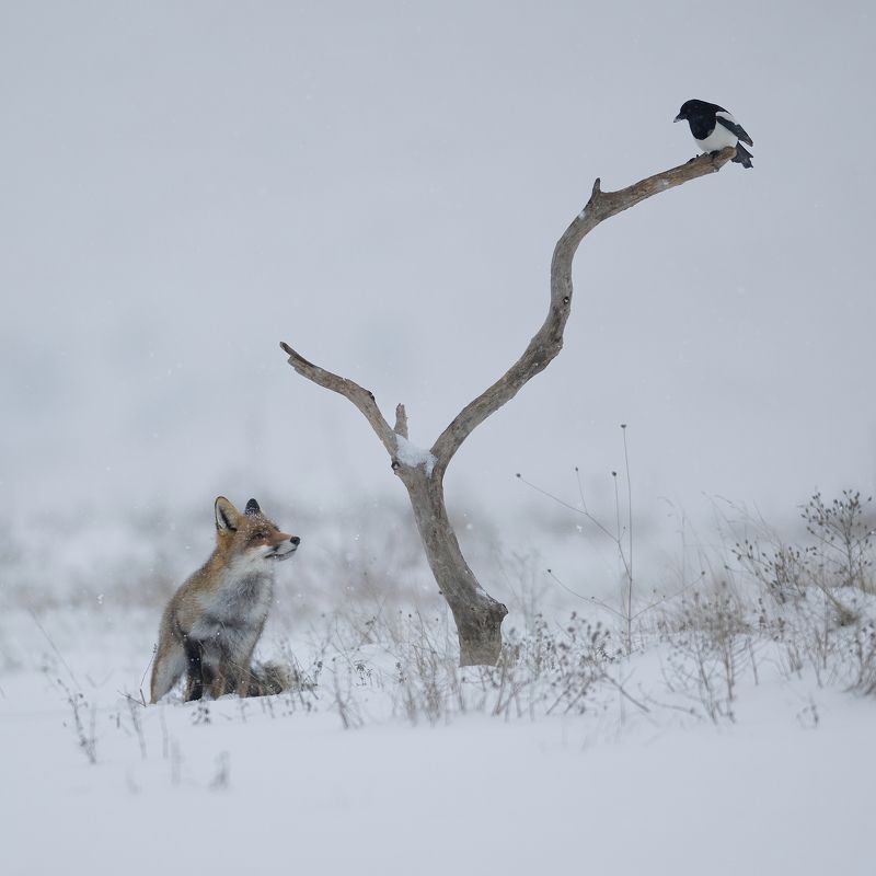 Зимняя сказкаphoto preview
