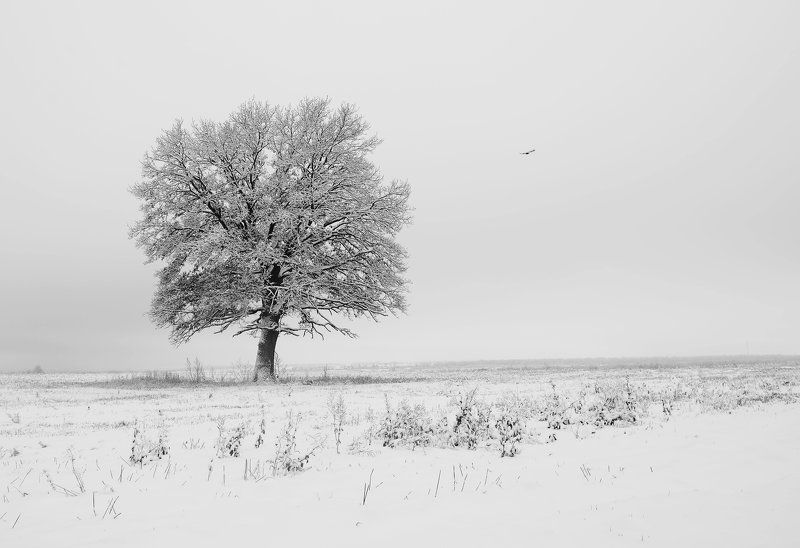 Одинокая птица...photo preview