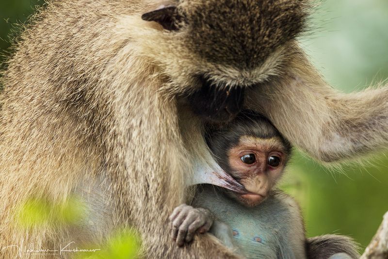 Весна в ЮАРphoto preview