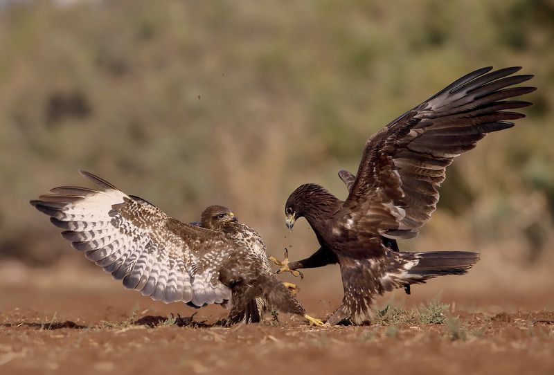 Кунг-фуphoto preview