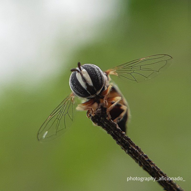 Macro A tiny bee sits on a leaf. Mobile photographyphoto preview