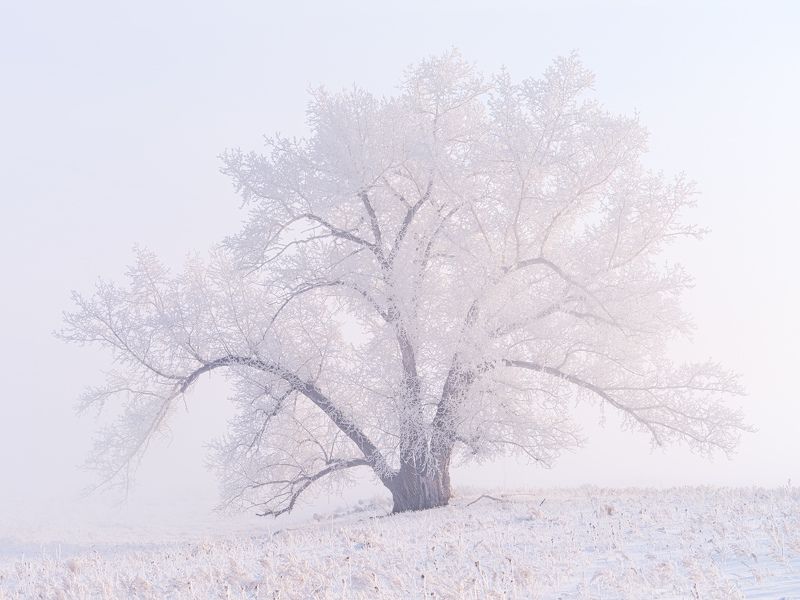 Мороз, туман, немного солнца...photo preview