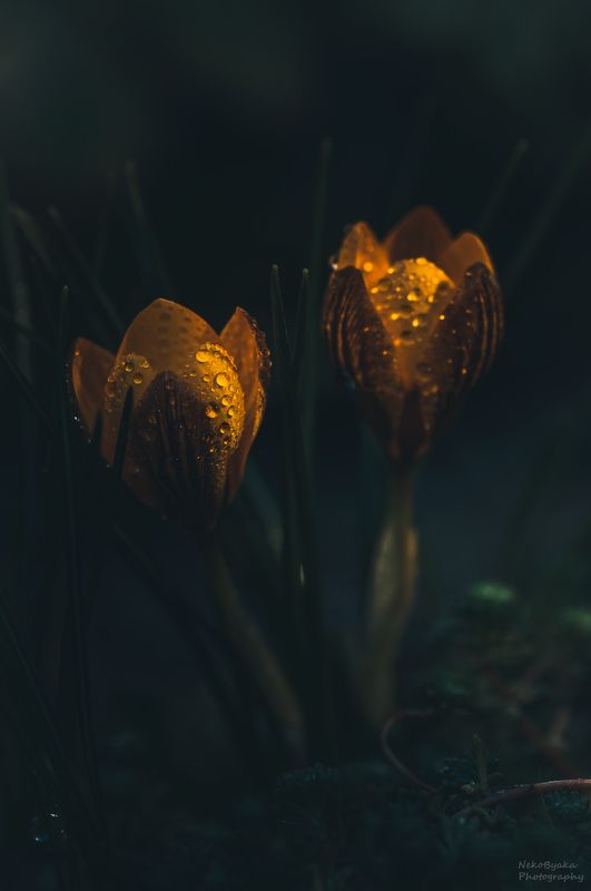 макро, природа, цветы, весна, капли, крокусы, macro, nature, flowers, spring, drops, crocuses, Крокусыphoto preview