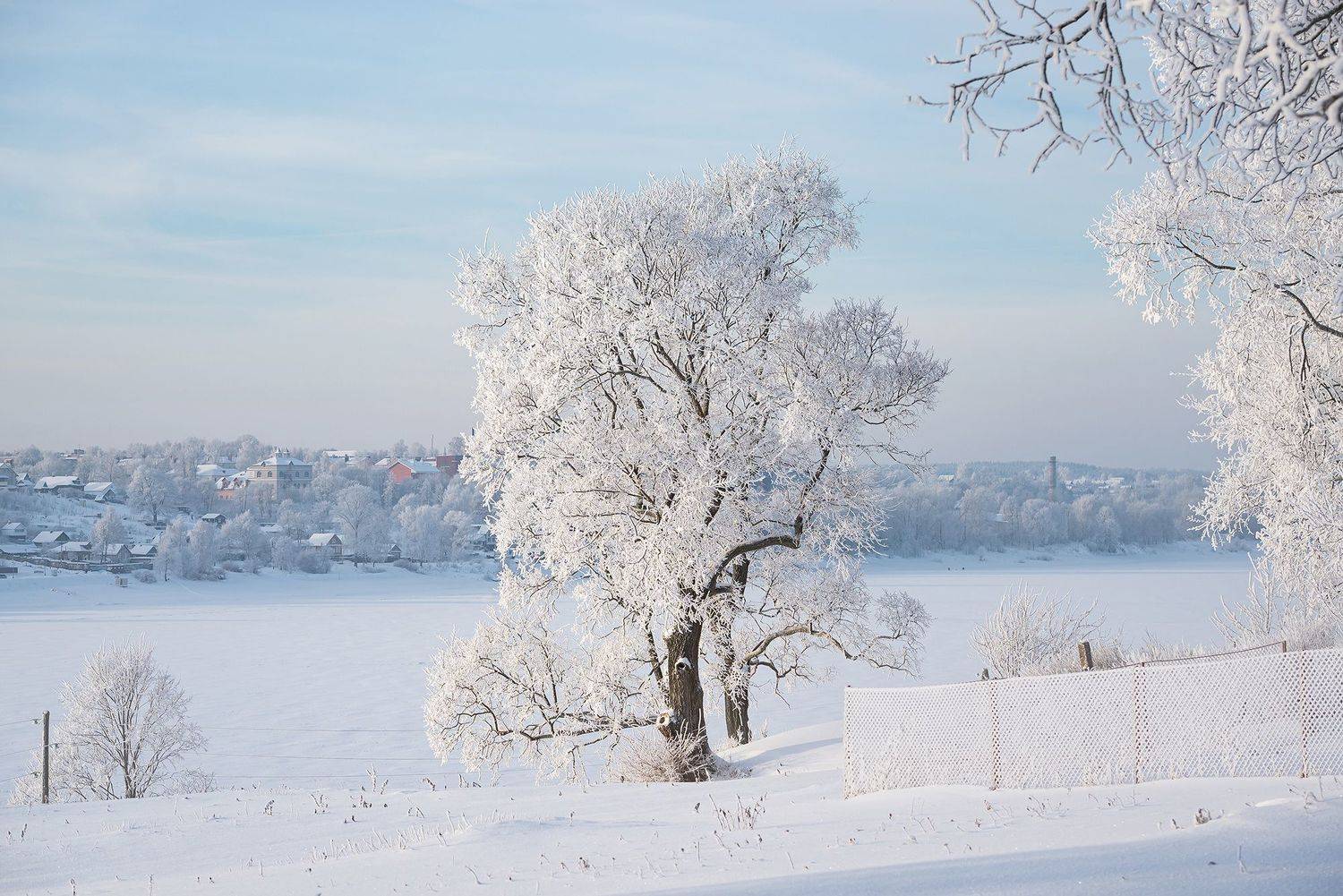 В роскошном зимнем одеянии то древо у реки растёт. Автор: Сальников Евгений зима иней зерево тутаев романов-борисоглебск снег мороз, Сальников Евгений