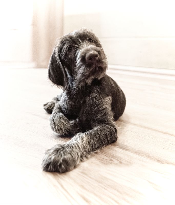 Маленький дратхаарphoto preview