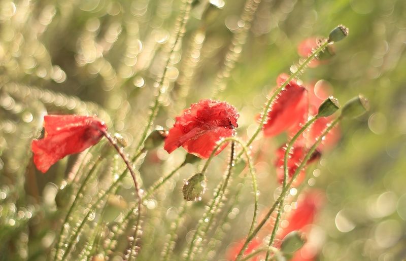 Первый снегphoto preview