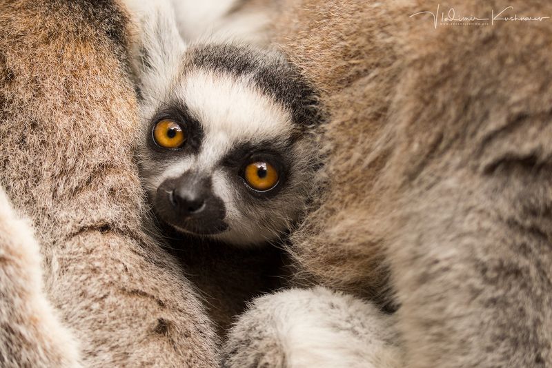 Весна в ЮАРphoto preview