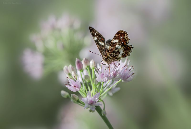 пестрокрыльница изменчивая, araschnia levana, бабочка, макро, macro Пестрокрыльница изменчивая (летняя)photo preview