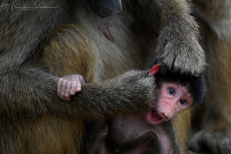 Уши Мыл?photo preview