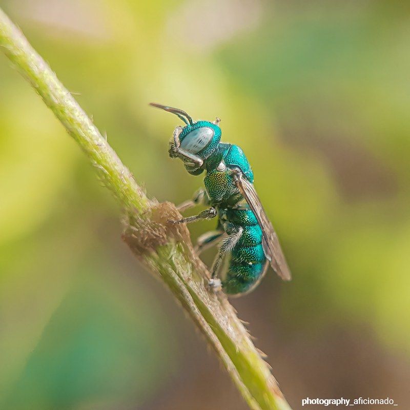 Macro A tiny bee sits on a branch of a plant. Mobile photographyphoto preview