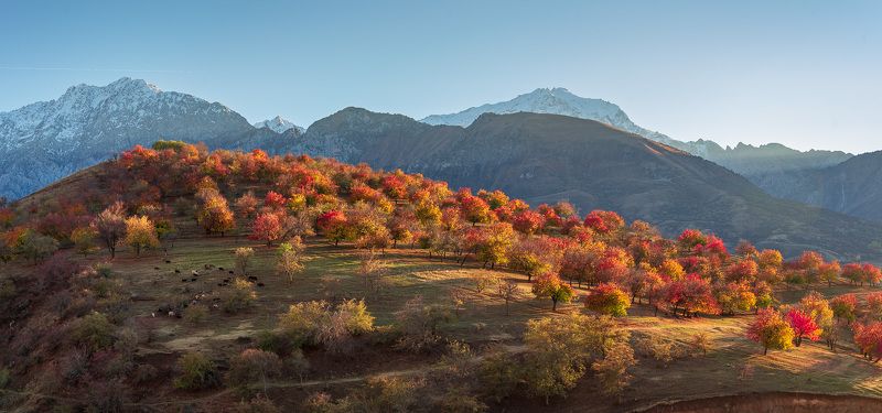 узбекистан, чарвакское водохранилище, uzbekistan Фруктовый садphoto preview