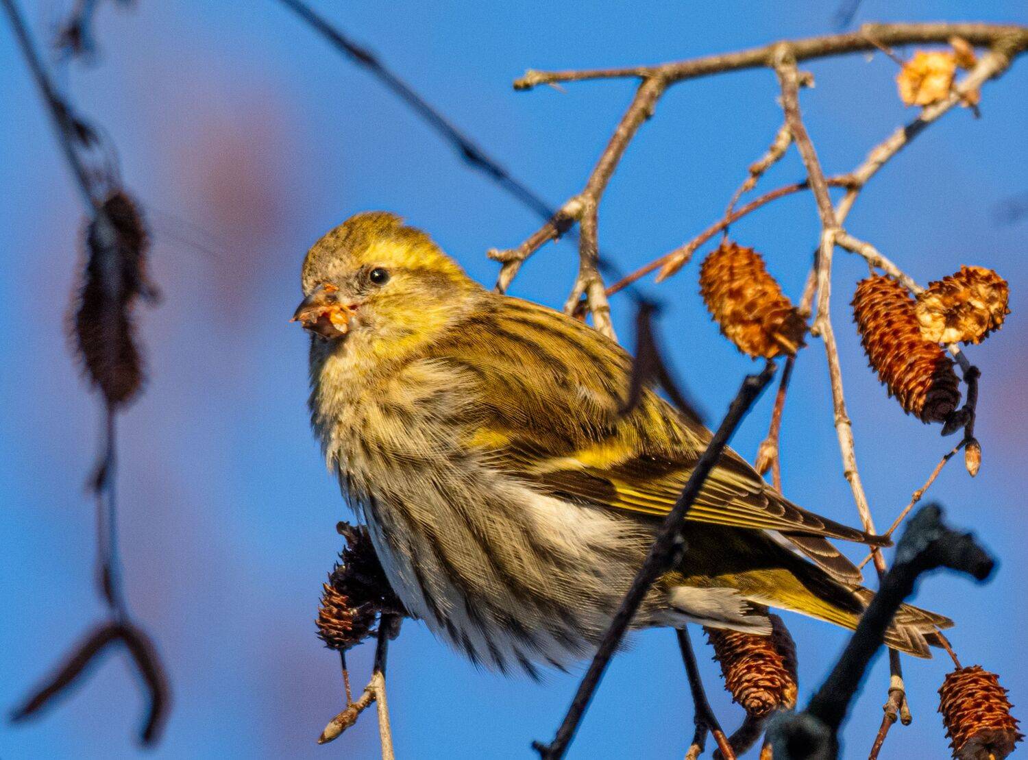 , Курлянцев Алексей