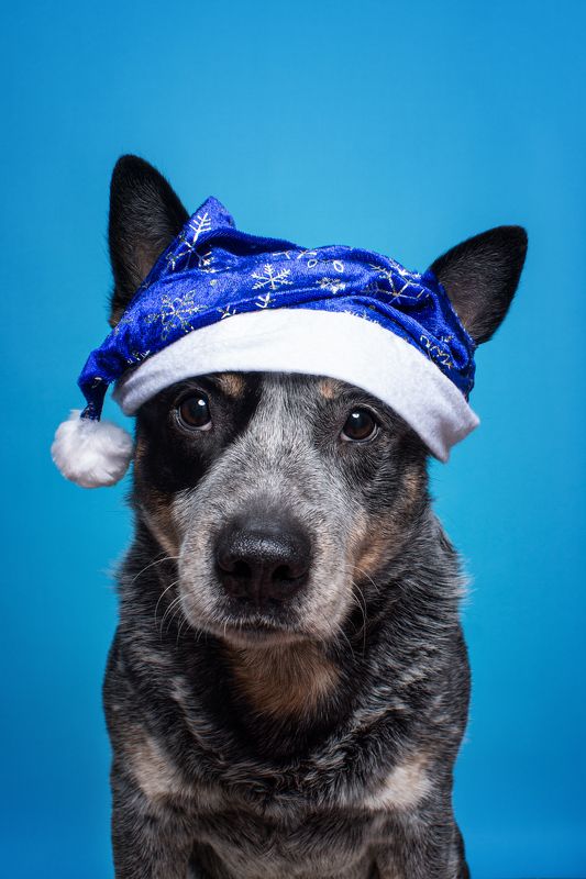 Австралийский хилерphoto preview