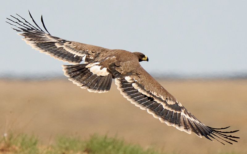 Степной орелphoto preview