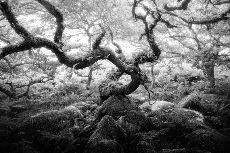 Bw, black and white, tree, forest, The Firstphoto preview