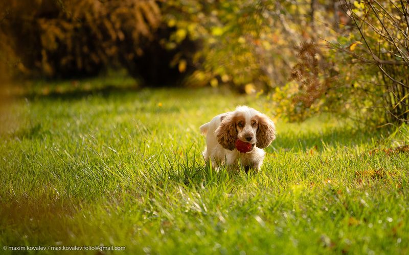 собака, мяч, игра, осень, спаниель, game, dog, autumn, ball, spaniel Поиграем?photo preview