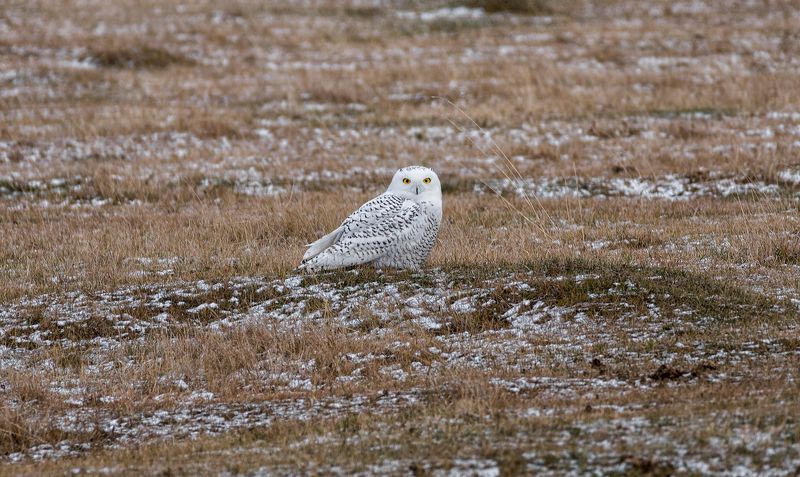 птица, сова полярная, степь, полярная сова.. фото превью