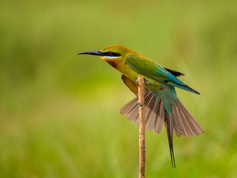 #bird #natgeo #photography #birdphotography #nature #beeeater #green #animal #wildlife Yoga Time фото превью