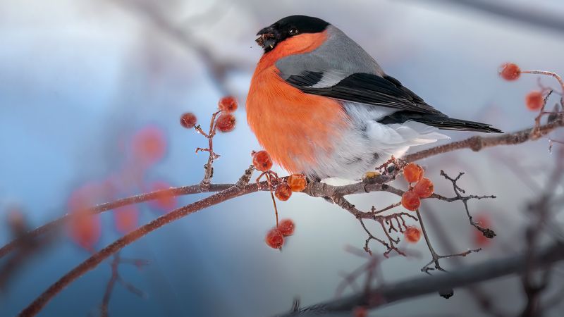 Снегирь...photo preview