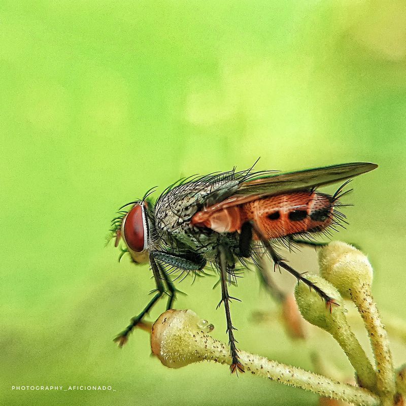 Macro Macro view of a tiny housefly. Mobile photography photo preview