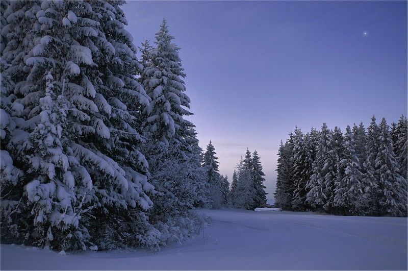 зима, лес, мороз, ели, снег, утро, лыжи Лёгкая прогулка на свежем воздухеphoto preview