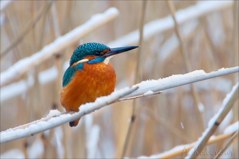 зимородок Зимородок фото превью