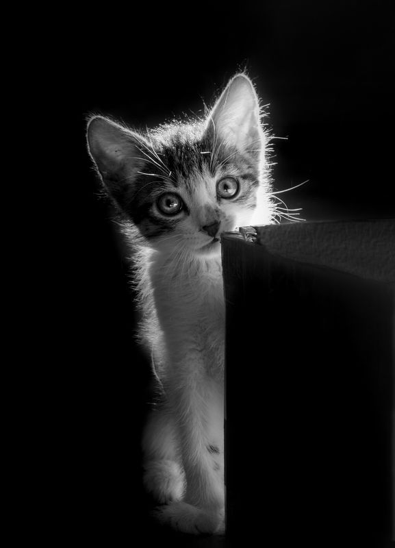 кот Ты кто?photo preview