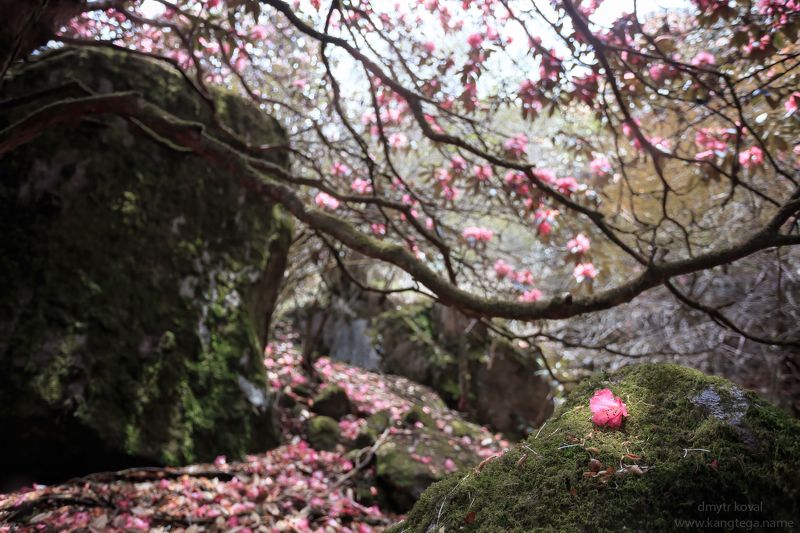 дмитр коваль, гималаи вне треков У истоков цветочной реки...photo preview