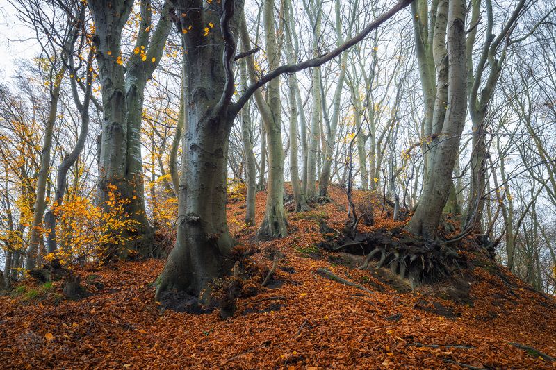 beech,trees,forest,autumn,landscape,nature, Beech Hill фото превью