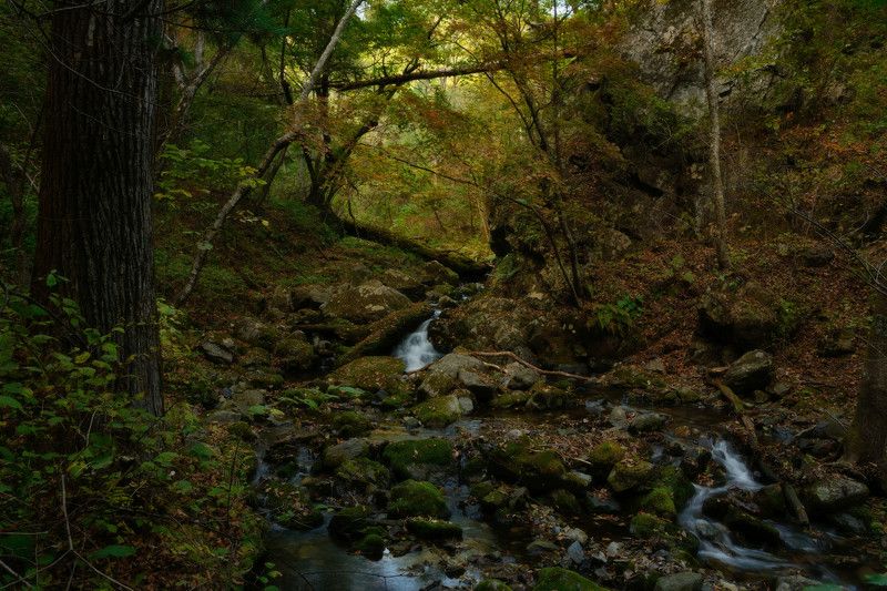 Таёжными тропами.photo preview