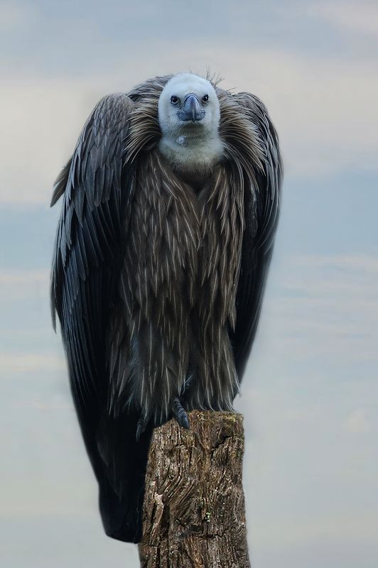 Vautour fauvephoto preview