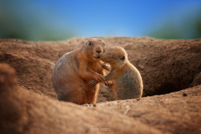 луговые собачки prairie dogs Луговые собачкиphoto preview