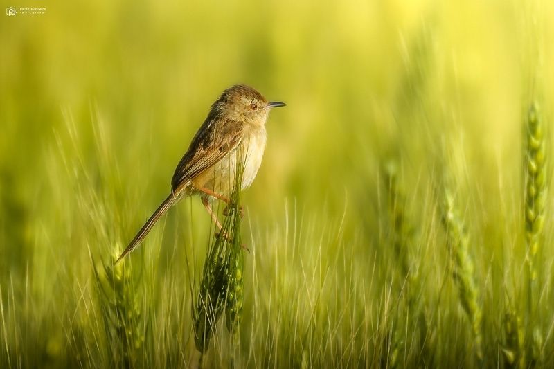 plain prinia, prinia inornata, grk, greater rann of kutch, nature, 35awards, 35photo, wildlife, birds, birds of india, parth kansara, parth kansara wildlife, indian wildlife, photo, photography, kutch, birds of kutch, nakhatrana, kutch wildlife, Plain Prinia (Prinia inornata)photo preview